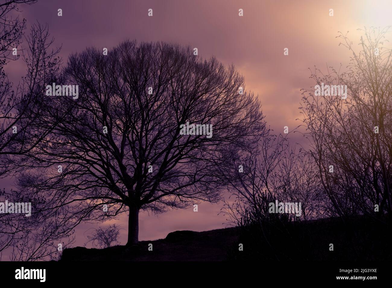 Sun glow and magenta sky colors the large tree on the hill Stock Photo