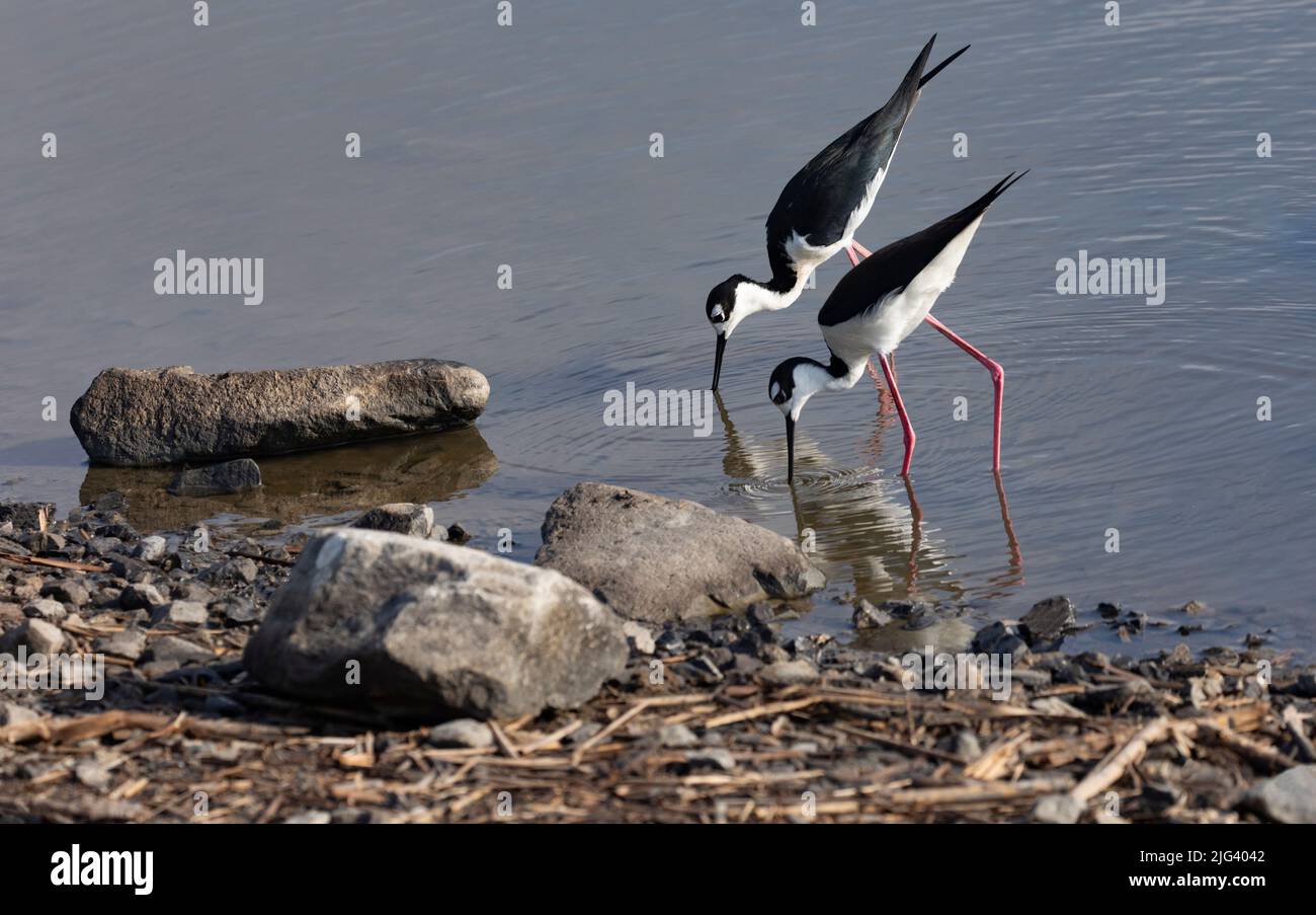 Black necked stilts stand and feed in wetland environment at Rockefeller Wildlife Refuge in Grand Chenier, Louisiana, United States Stock Photo