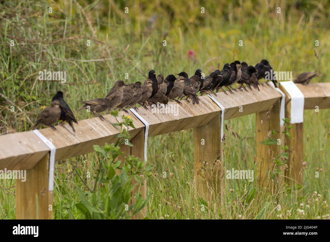 Starlings (sturnus vulgaris)  row with juveniles on fencing variable plumage browns to dark purple with pale spots black or yellow long sharp bills Stock Photo