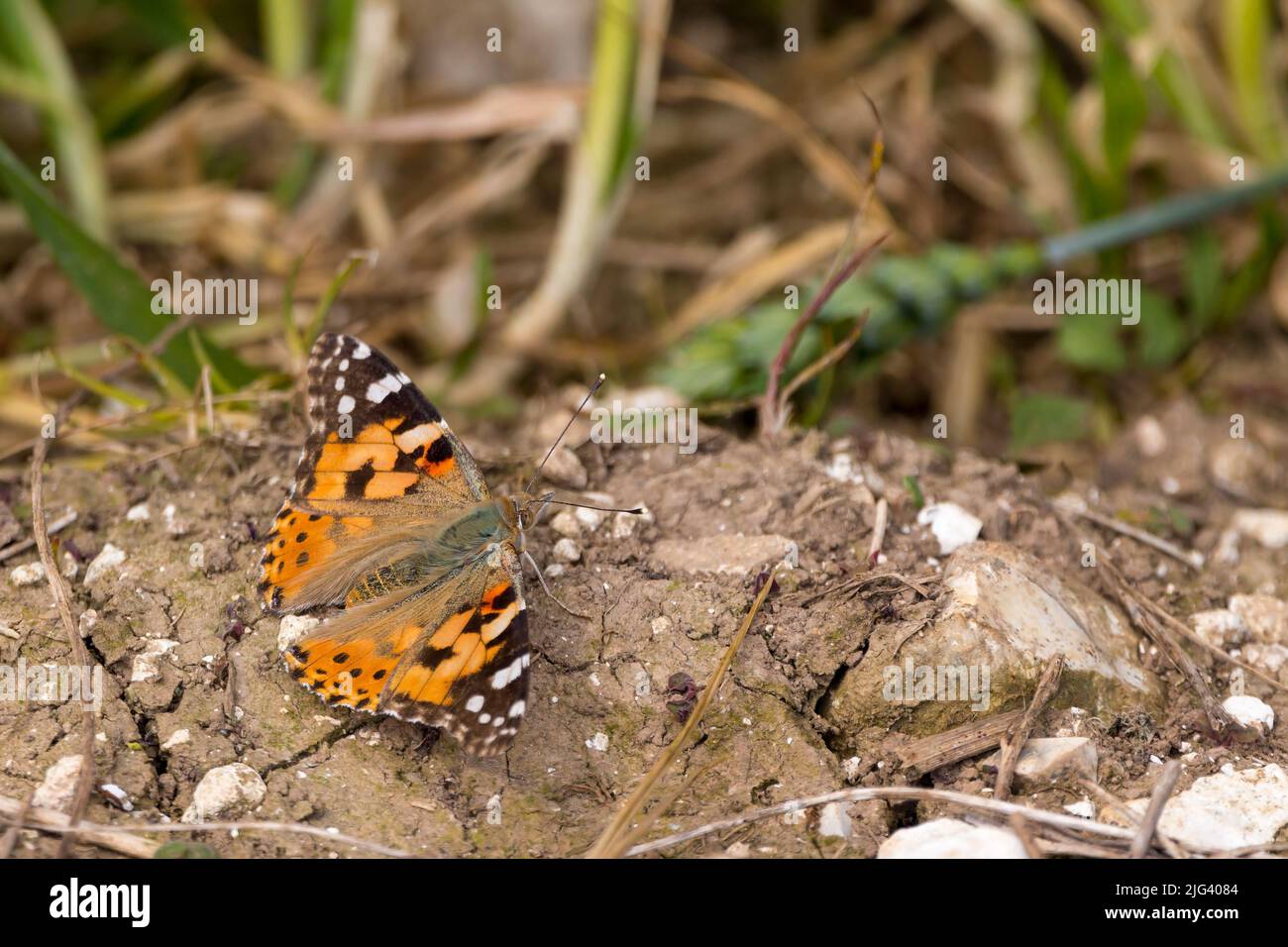 Painted lady butterfly on soil (vanessa cardui) open upper wings marbled pinkish orange buff white and black, underwings buffish patterns as above Stock Photo
