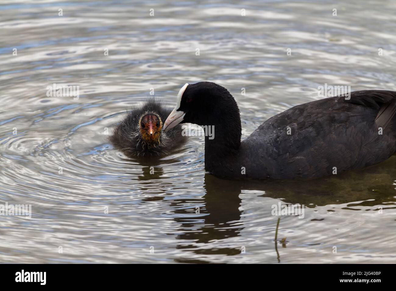 Coot and chick (falica atra) adult black plumage white bill and frontal shield, chick black plumage bill is orange with white tip redish hairy head Stock Photo