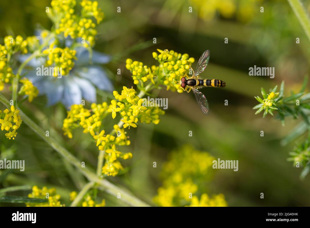 Hoverfly on yellow plant parasyrphus long narrow abdomen reddish brown