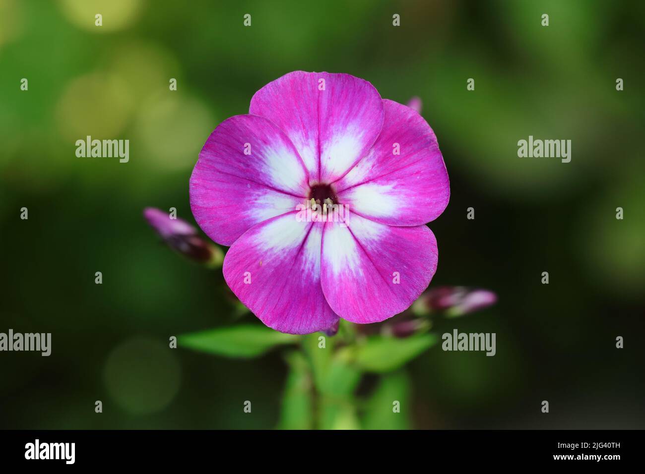 close-up of a beautiful purple-white phlox paniculata flower, copy space Stock Photo