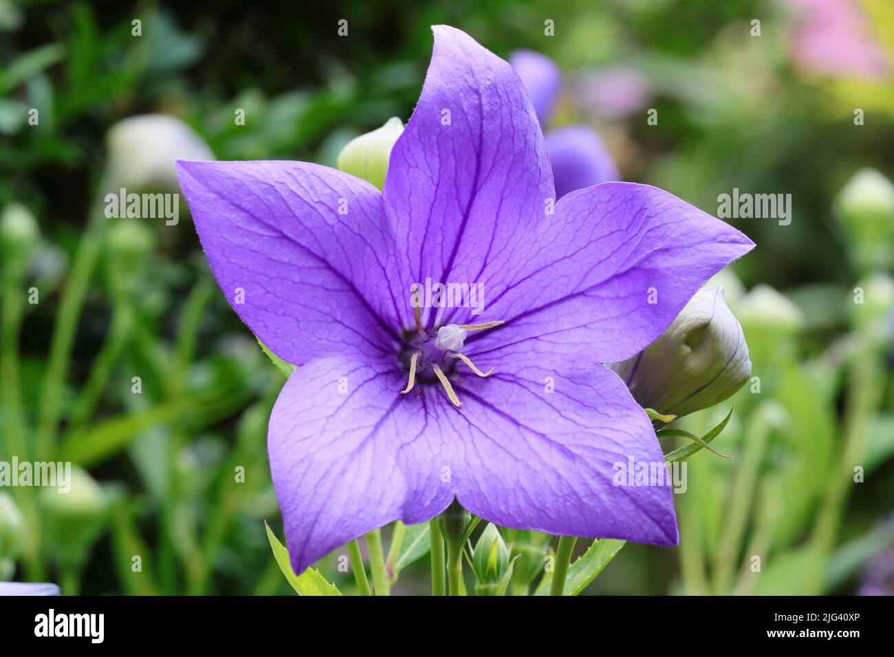 closeup of a beautiful blue starshaped Platycodon grandiflorus flower