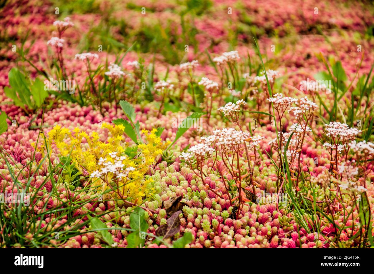 Close up of a vegetated roof with sedum in shades of green, yellow, white and red Stock Photo