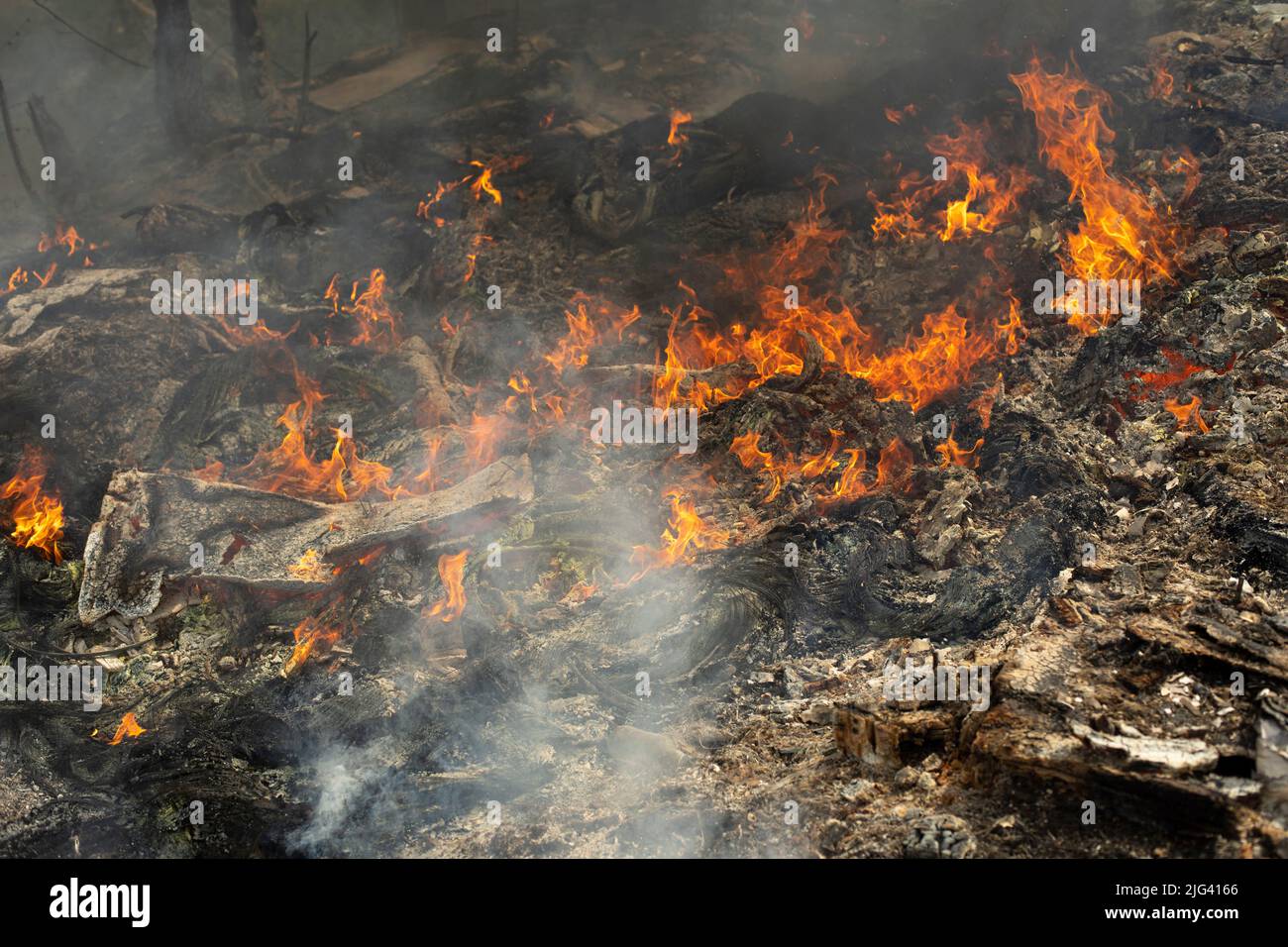 Fire in forest. Smoke and fire in nature. Burning garbage. Illegal