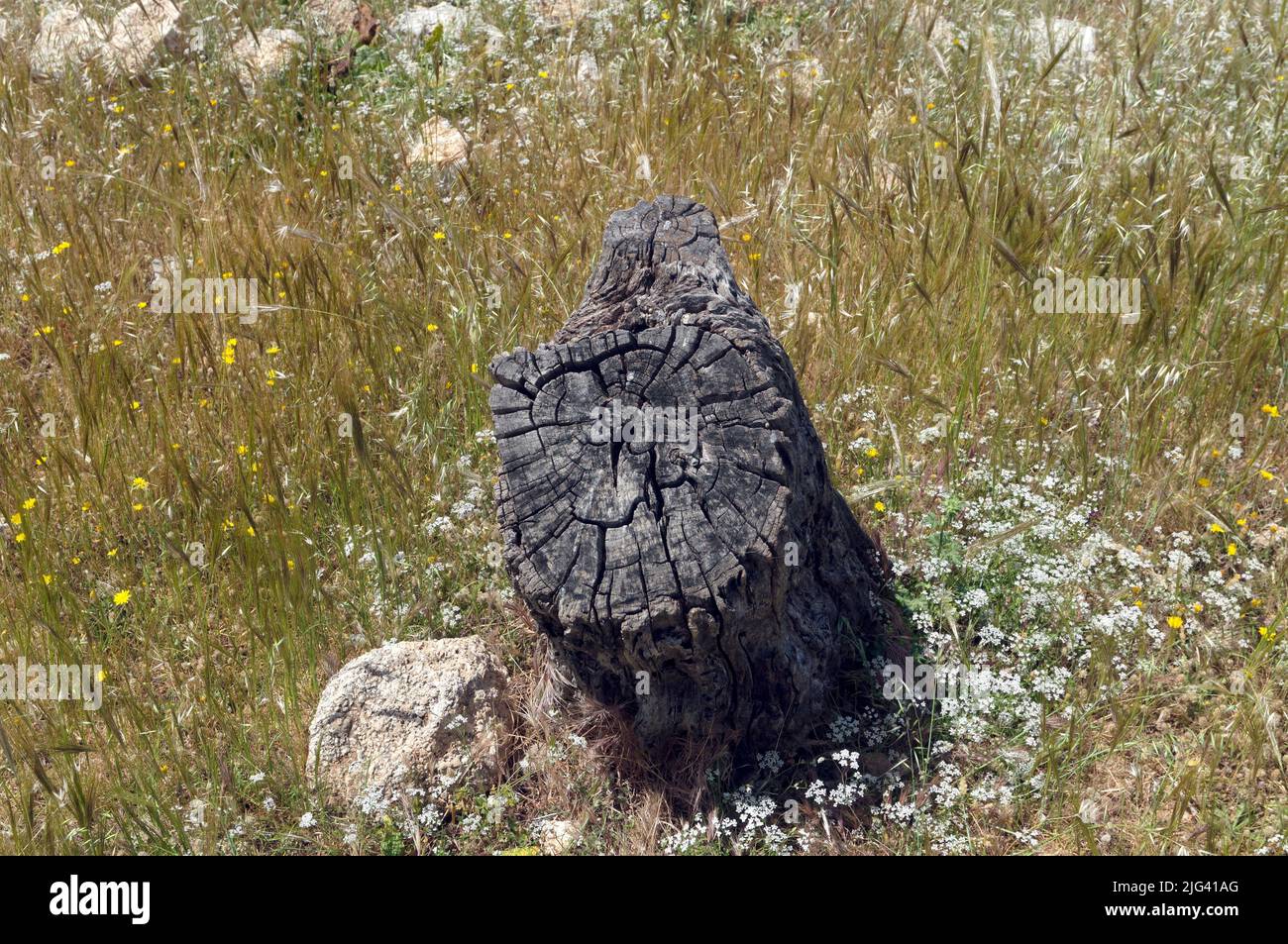 Dead tree with insect damage, Tilos, Greece, May 2022 Stock Photo - Alamy