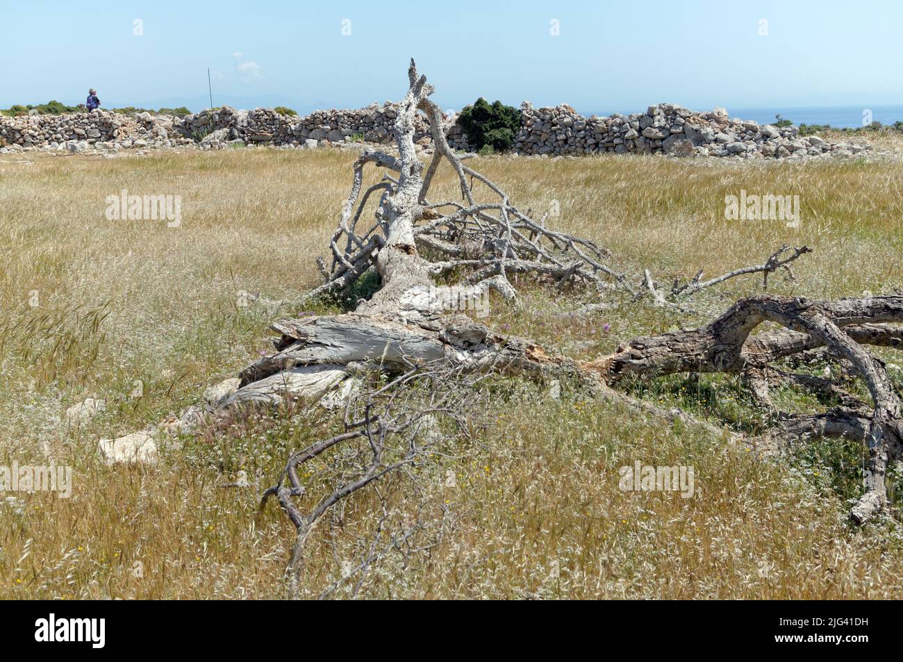 Dead tree with insect damage, Tilos, Greece, May 2022 Stock Photo - Alamy