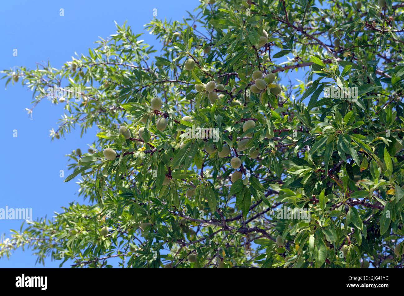 Almonds (drupes) on tree against blue sky, May 2022. Prunus amygdalus