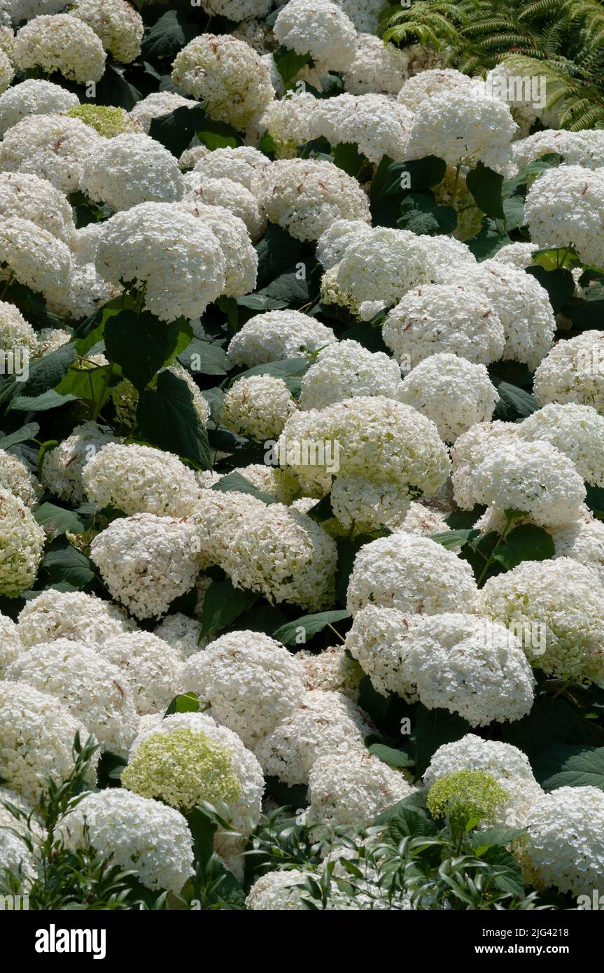 Hydrangea Macrophylla, White Blooming Stock Photo Alamy
