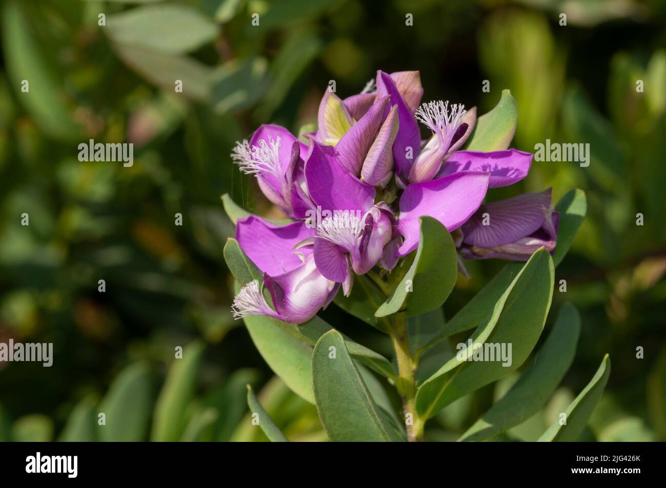 Polygala Myrtifolia Flower Stock Photo