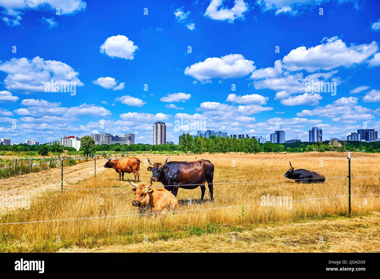 Cattle on a pasture with the skyscrapers of the suburb of Gropiusstadt in Berlin in the background. Stock Photo