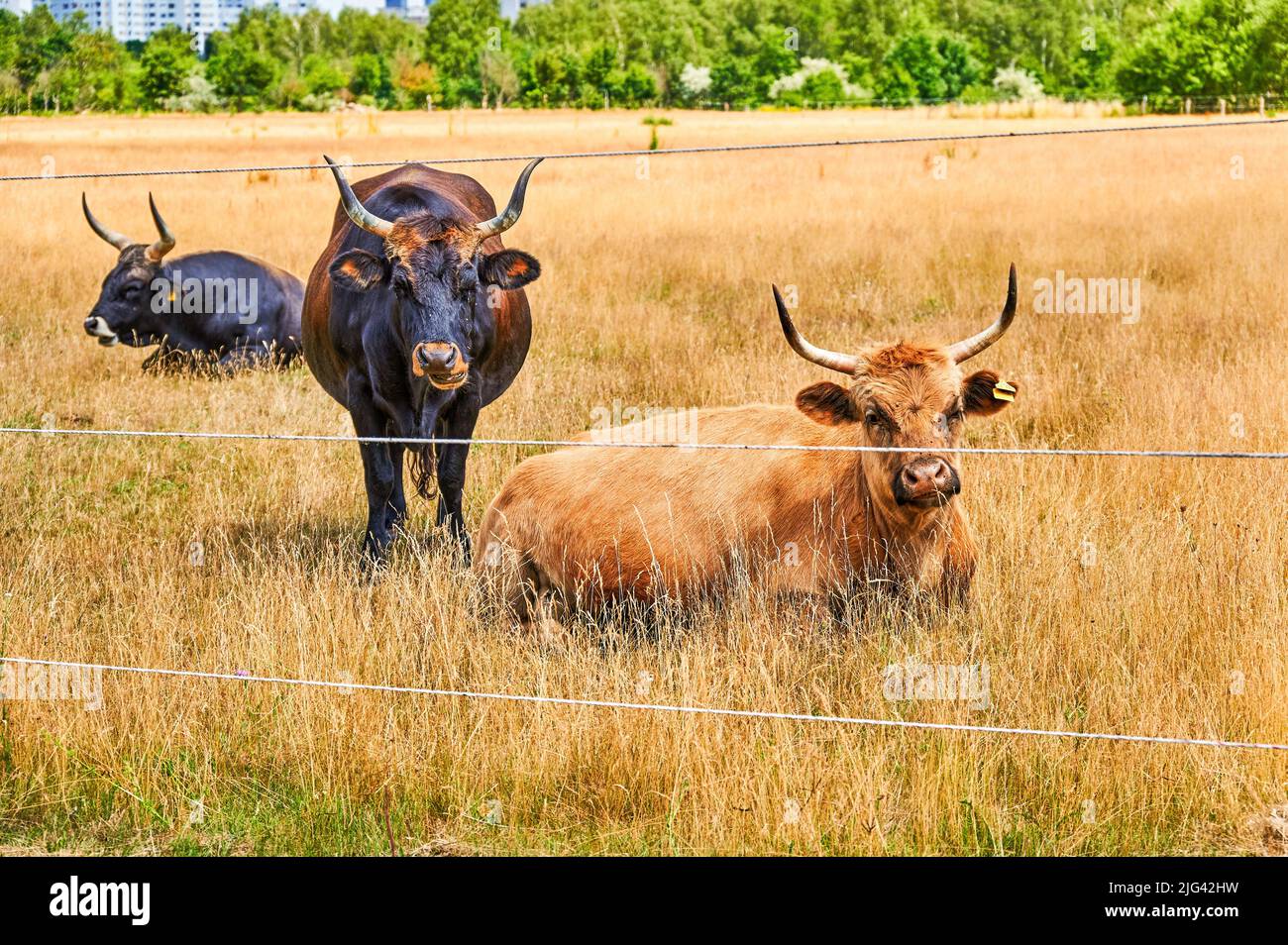 Three cattle on a pasture near the suburb of Gropiusstadt in Berlin. Stock Photo
