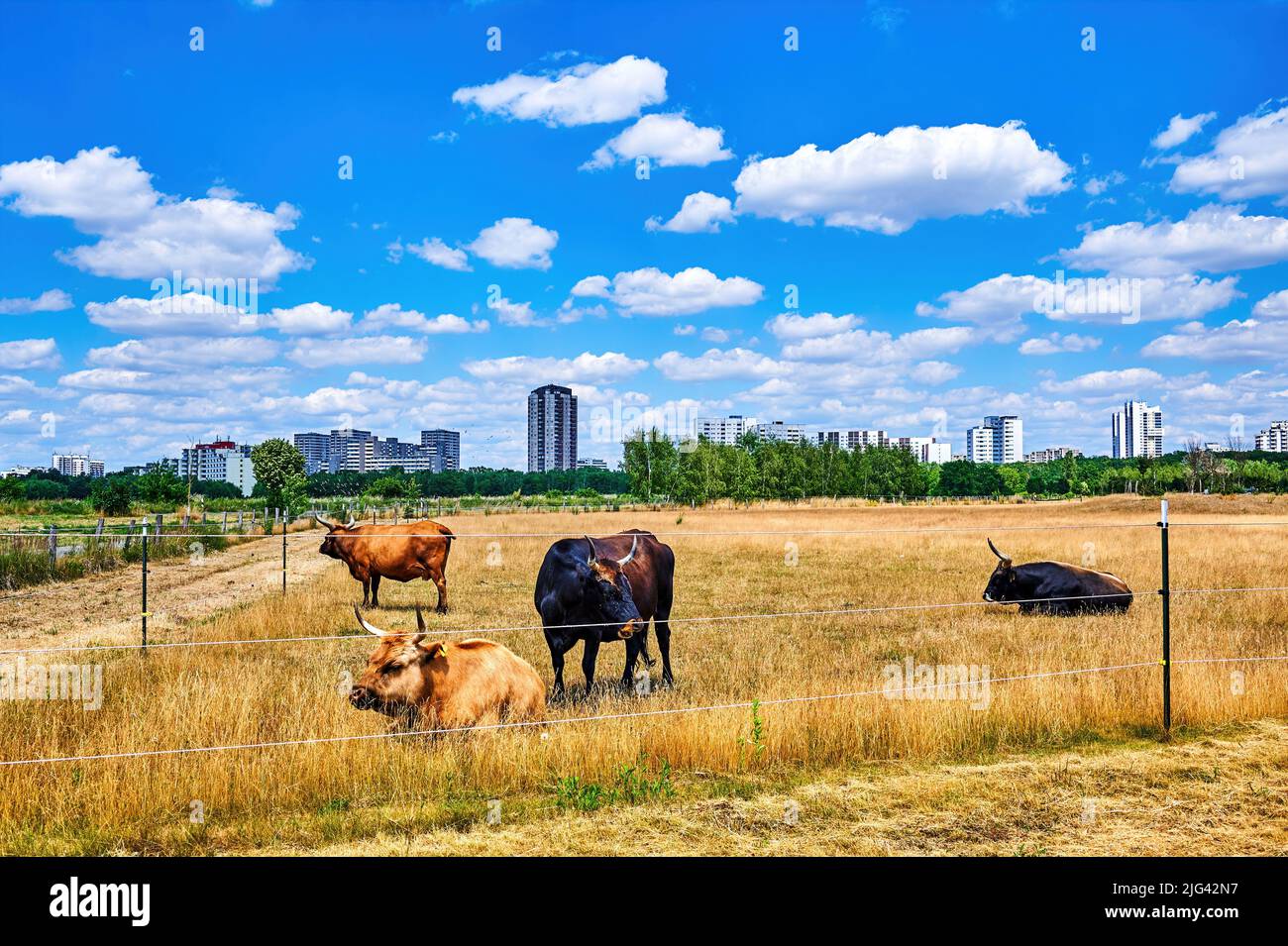 Cattle on a pasture with the skyscrapers of the suburb of Gropiusstadt in Berlin in the background. Stock Photo