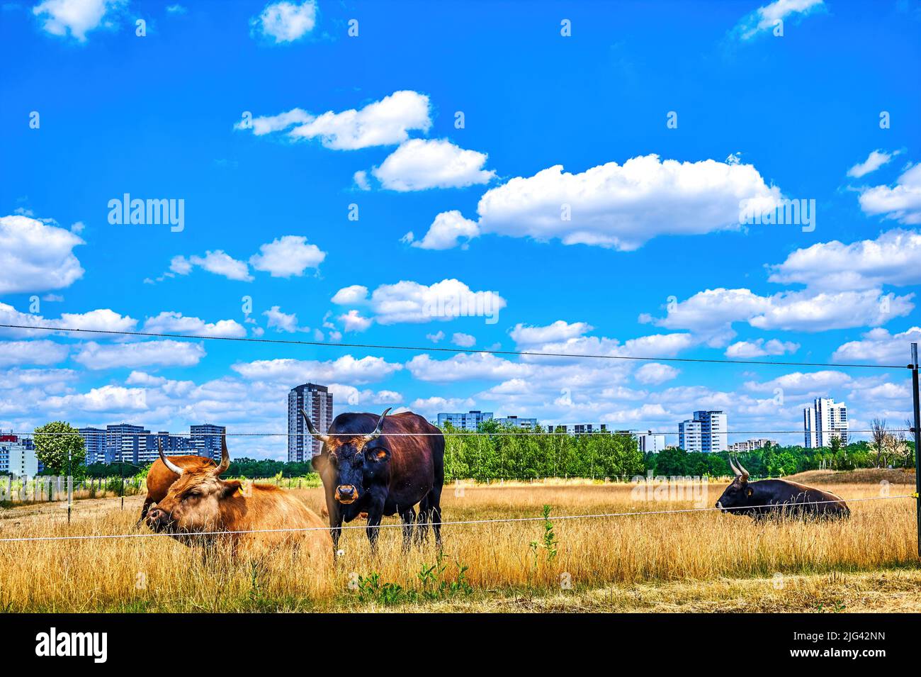 Cattle on a pasture with the skyscrapers of the suburb of Gropiusstadt in Berlin in the background. Stock Photo