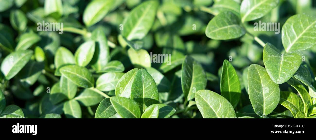 Full Frame Green plant periwinkle, leaves foliage nature background ...