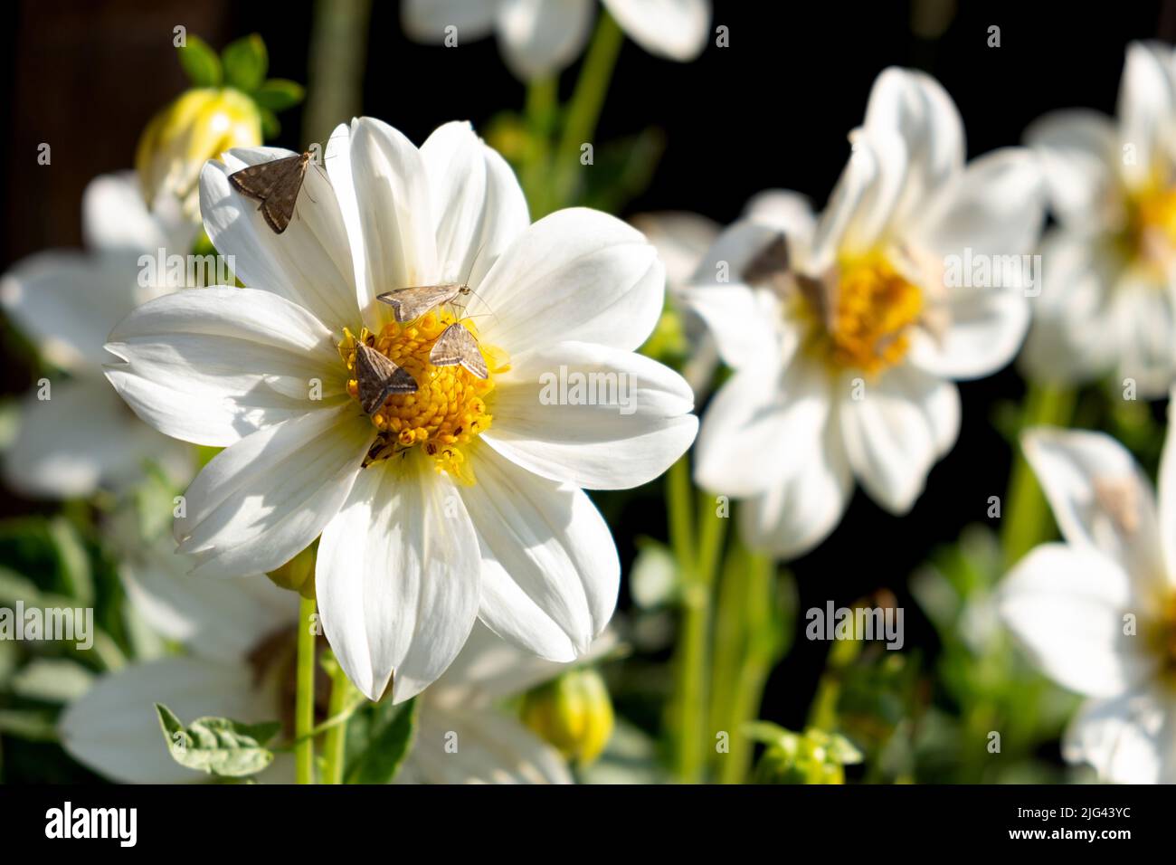 Dangerous flying insects on a flower of ornamental onions Stock Photo