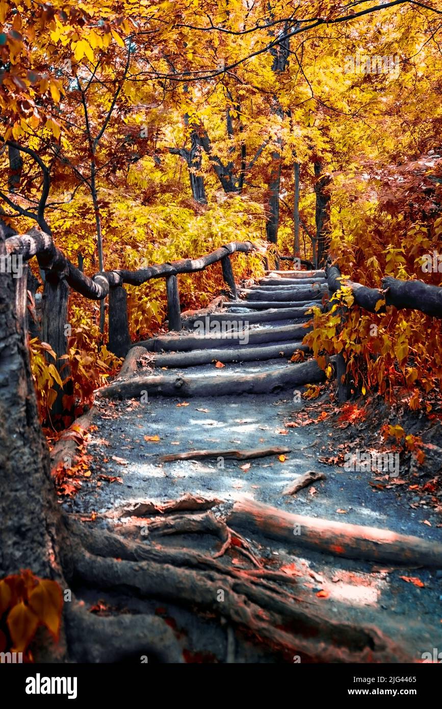 Path in the woods at fall Stock Photo
