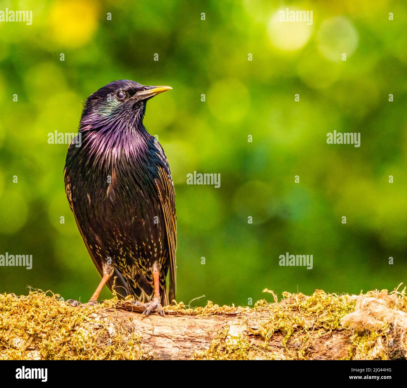 Starling birds resting hi-res stock photography and images - Alamy