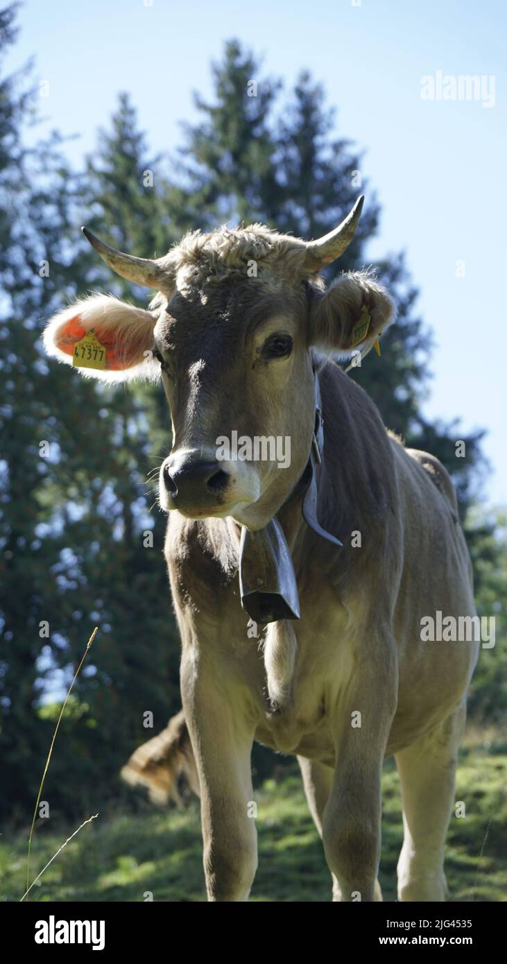 Kuh auf der Wiese mit frischem Rasen in Bayern, Deutschland Stock Photo