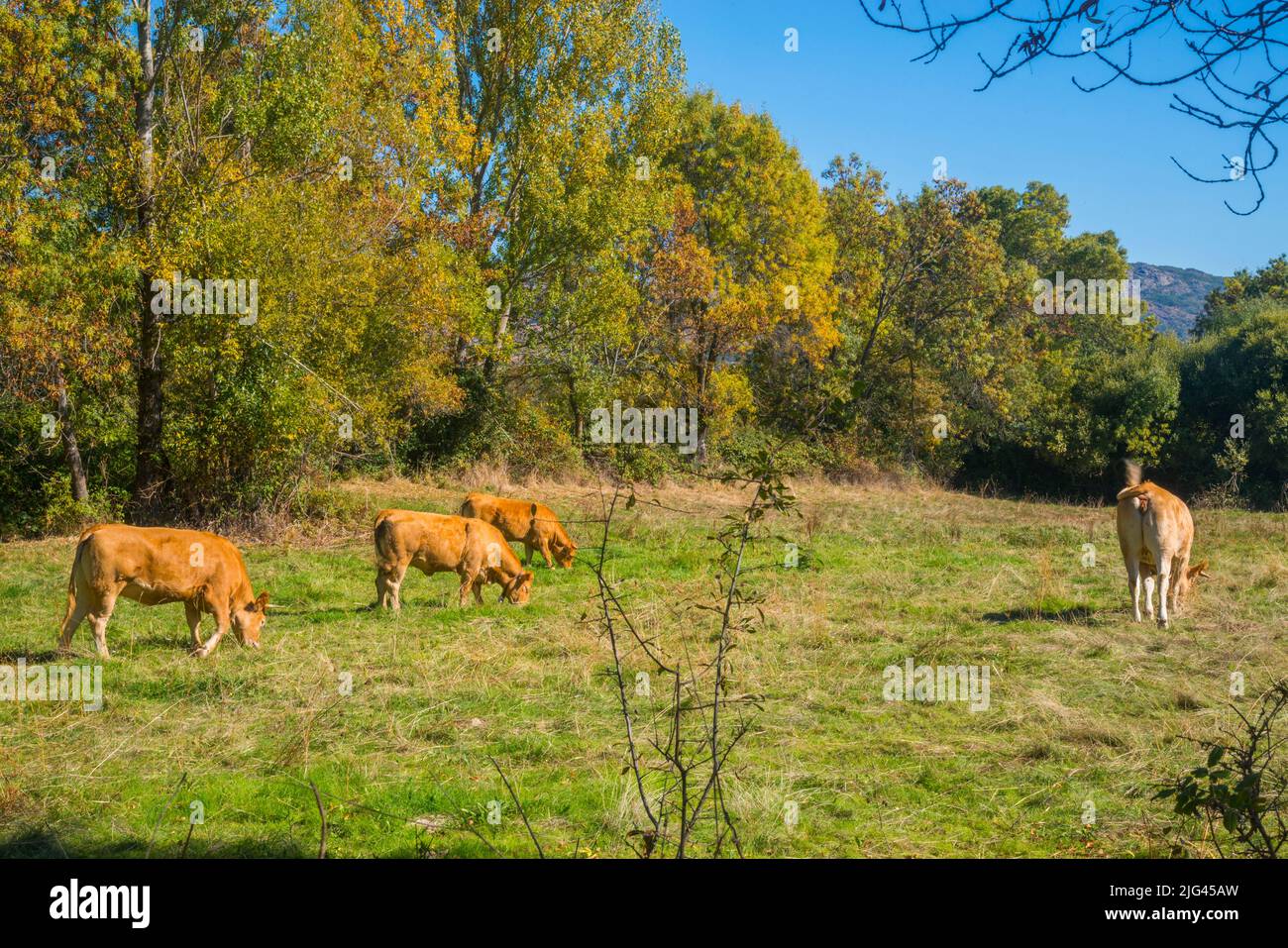 Cows grazing. Piñuecar, Madrid province, Spain. Stock Photo