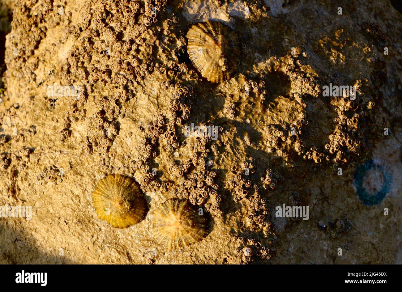 Patella vulgata common European limpets on wet rocks at low tide in early morning summer sunshine Santander Cantabria Spain Stock Photo