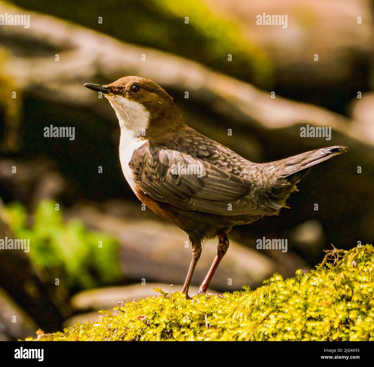 Dipper Stock Photo