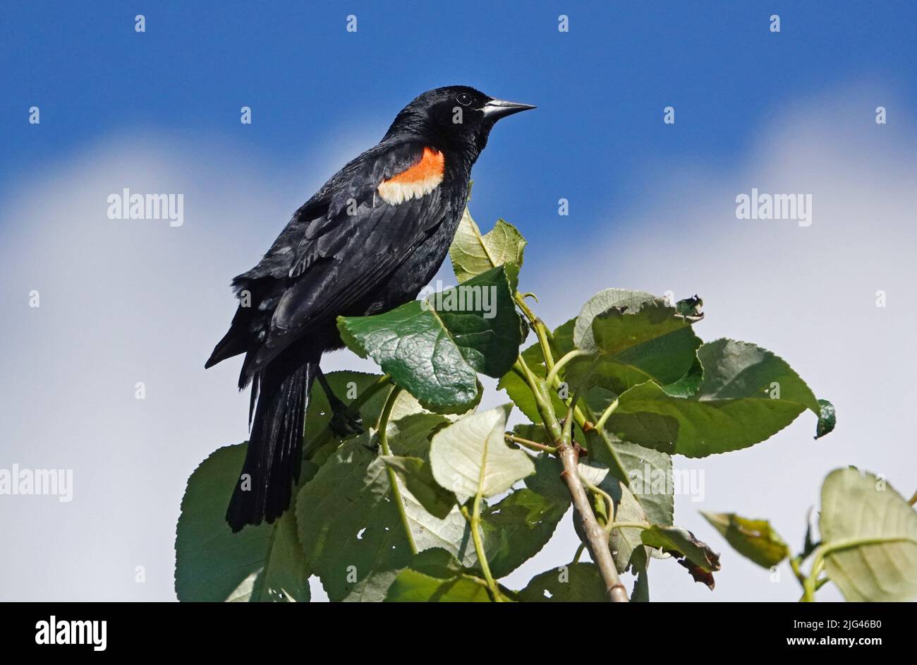 A male redwing black bird sitting in a bush alongside the Deschutes