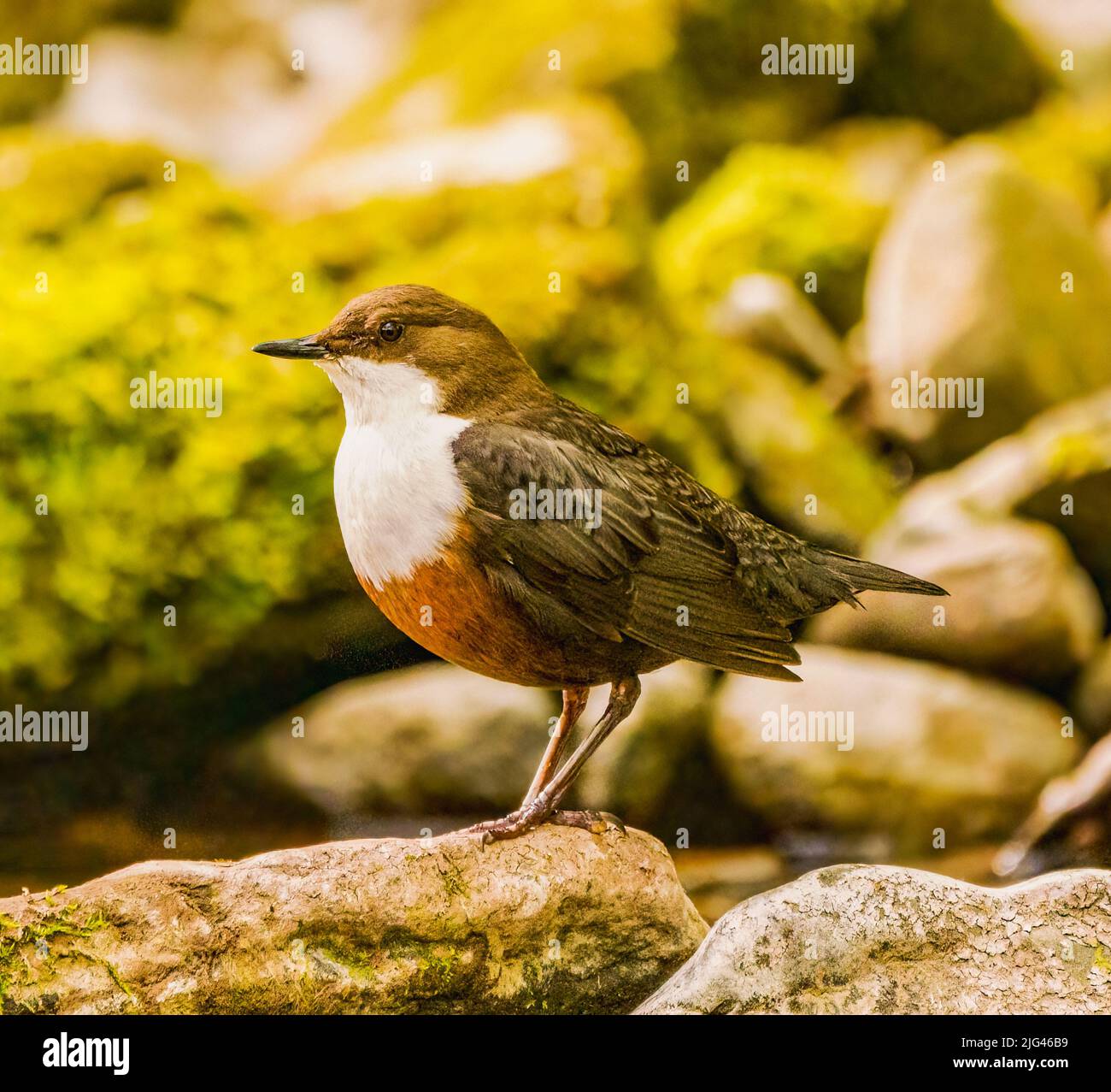 Dipper Stock Photo