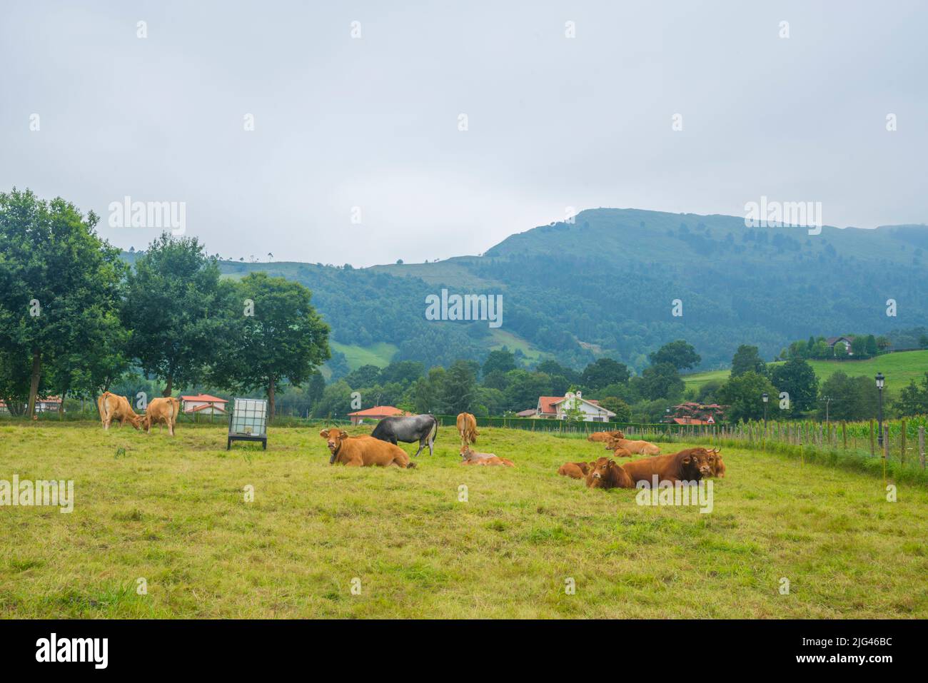 Cows in a meadow. Carrejo, Cantabria, Spain. Stock Photo