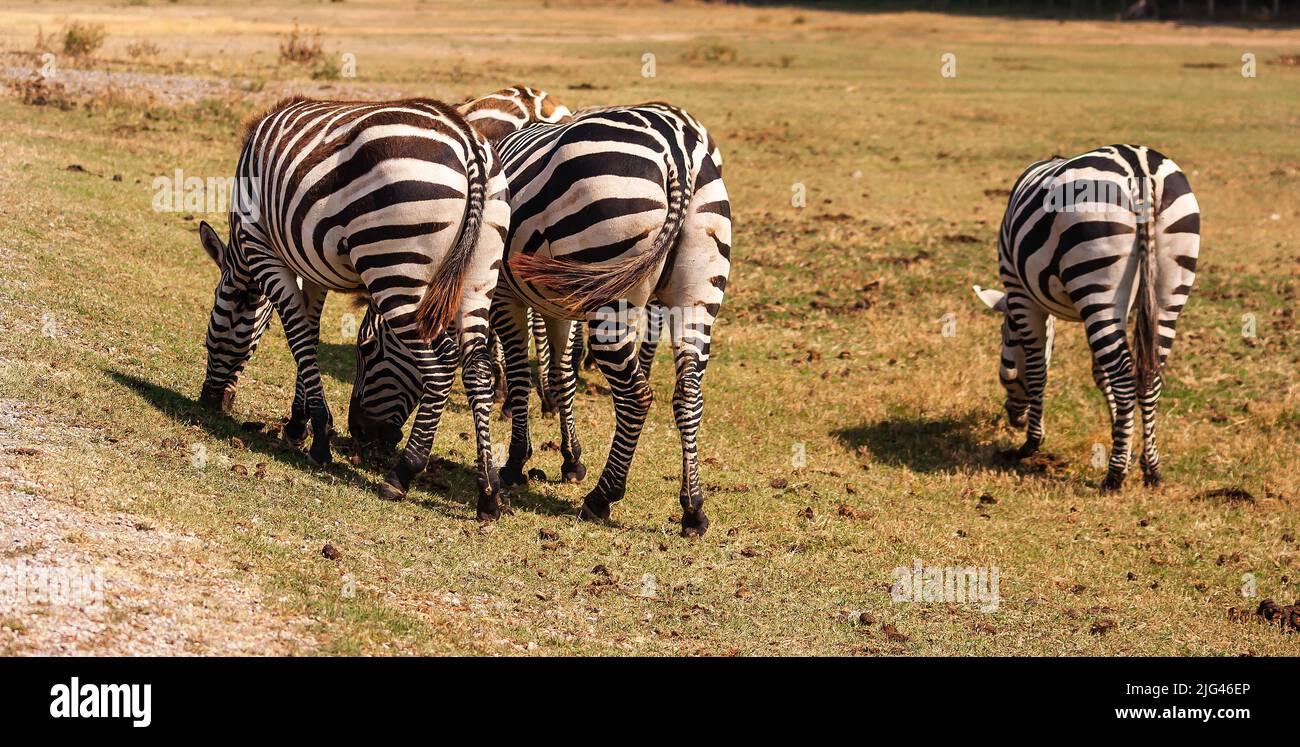 Rear train of zebras grazing, in the Sigean reserve, in Occitanie, France Stock Photo
