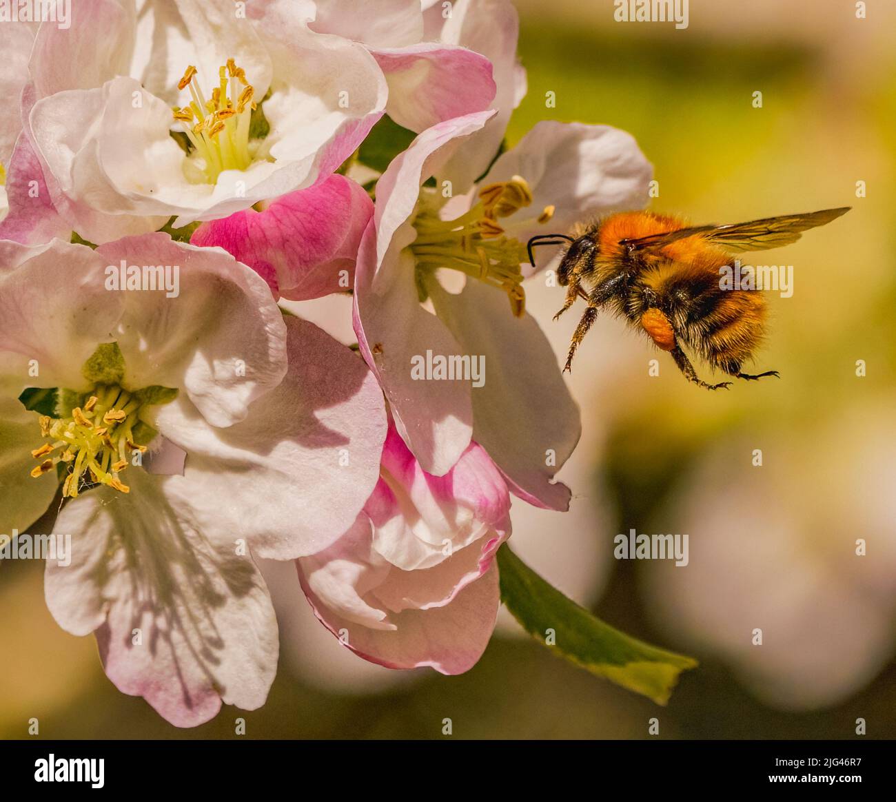 Blossomandbee