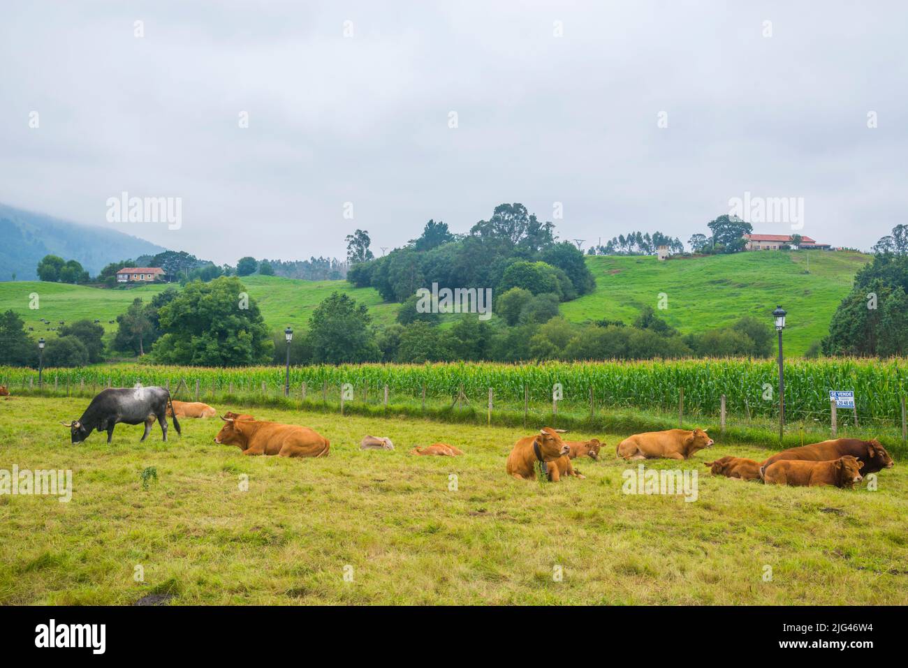 Cows in a meadow. Carrejo, Cantabria, Spain. Stock Photo