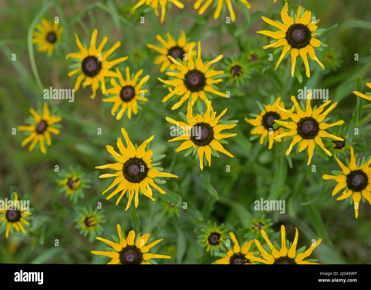 Yellow wildflowers, black-eyed susans, growing in a field in central Oregon. Stock Photo