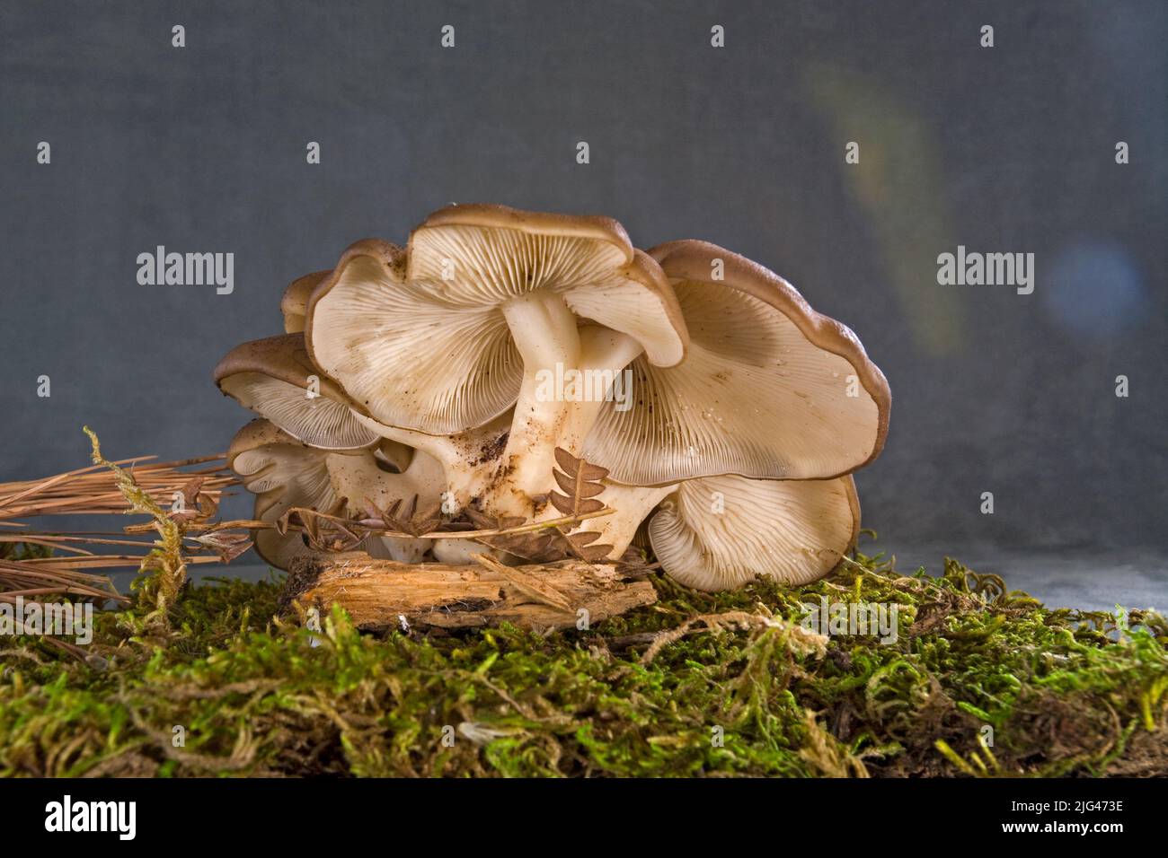 Lyophyllum decastes mushrooms, commonly known as Fried Chicken Mushrooms, growing on a roadside in the central Oregon Cascades near Camp Sherman, Oregon. Stock Photo