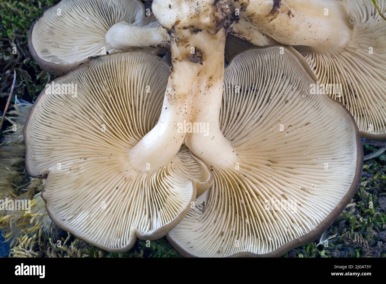 Lyophyllum decastes mushrooms, commonly known as Fried Chicken Mushrooms, growing on a roadside in the central Oregon Cascades near Camp Sherman, Oregon. Stock Photo