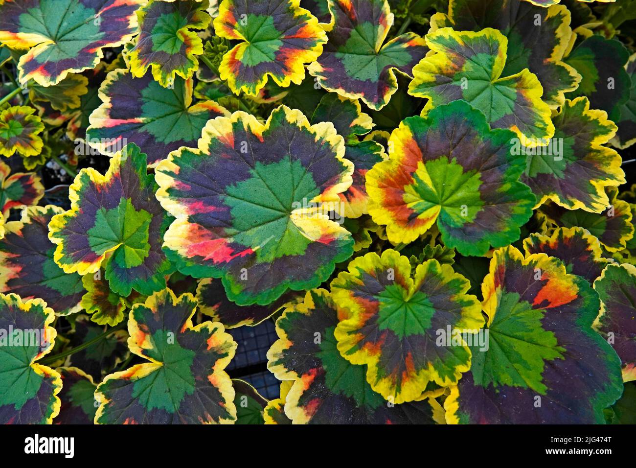 Leaves of domestic plants and flowers make pretty patterns in a nursery in Bend, Oregon. Stock Photo