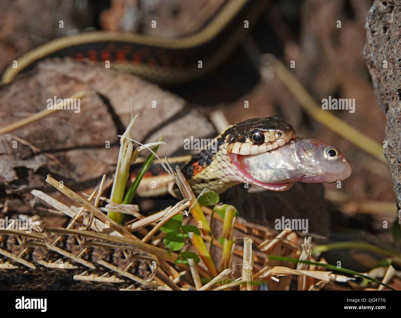 A small garter snake swallows a minnow it has just captured from a pond in central Oregon. Stock Photo