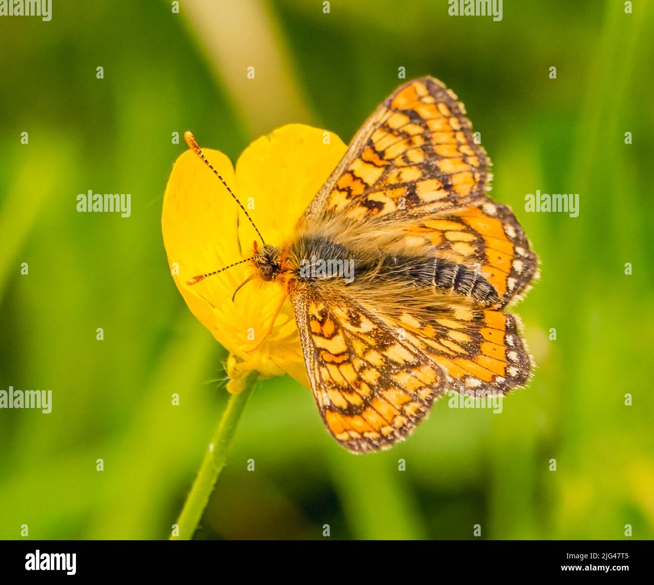 Marshland insect hi-res stock photography and images - Alamy
