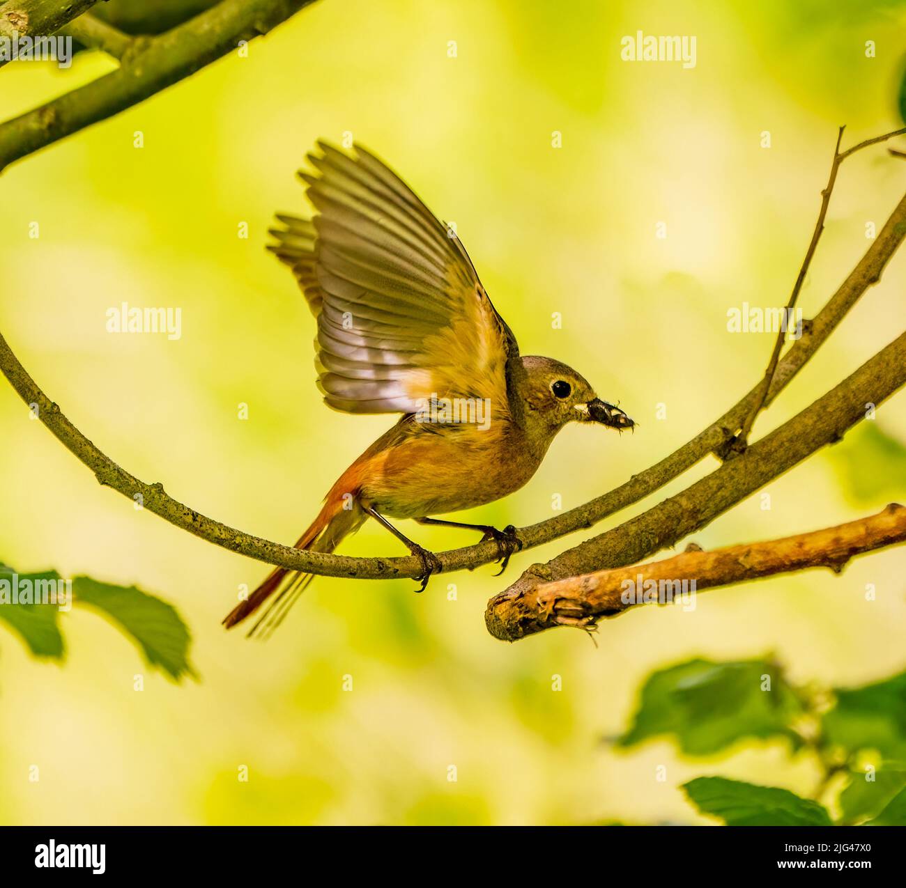 Female Common Redstart Stock Photo