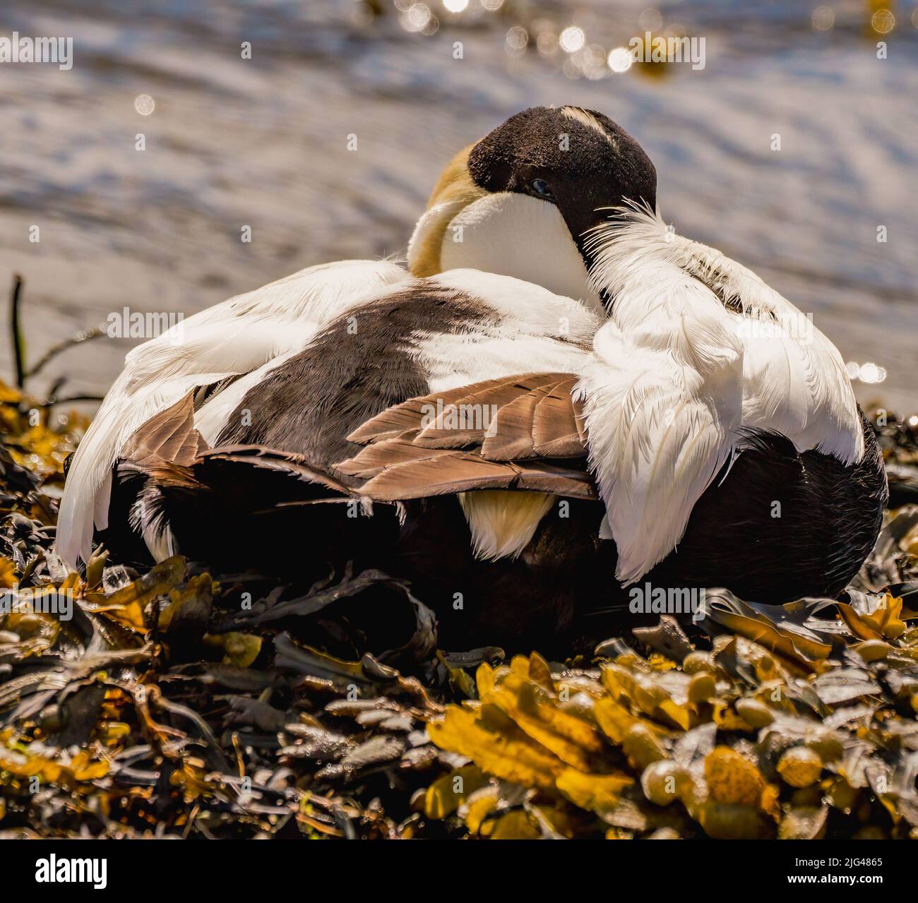 Male Eider Duck Resting Stock Photo