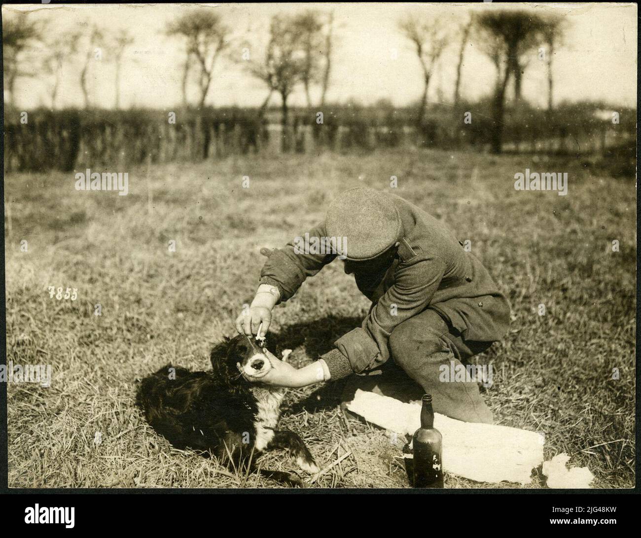 In a dog elace behind the positions where reporting dogs coming from ...