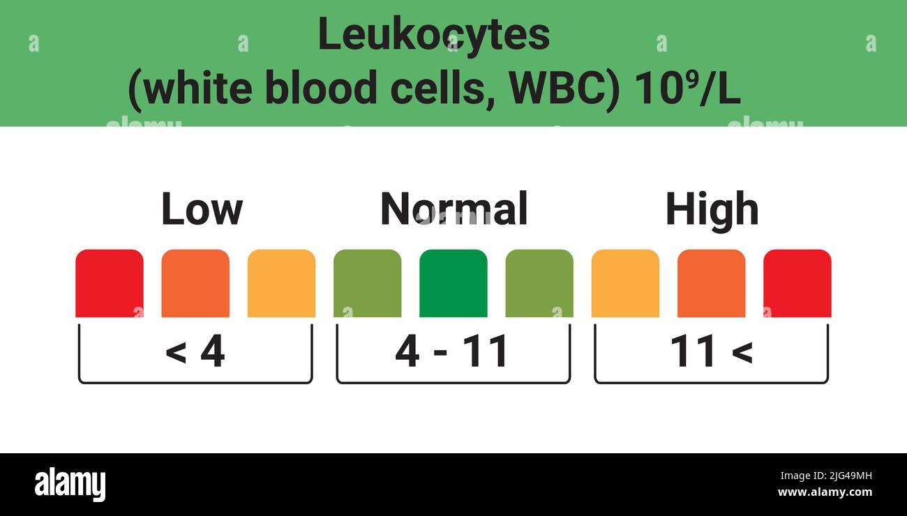 The level of leukocytes in human blood. Applicable low, normal and high values. Stock Vector
