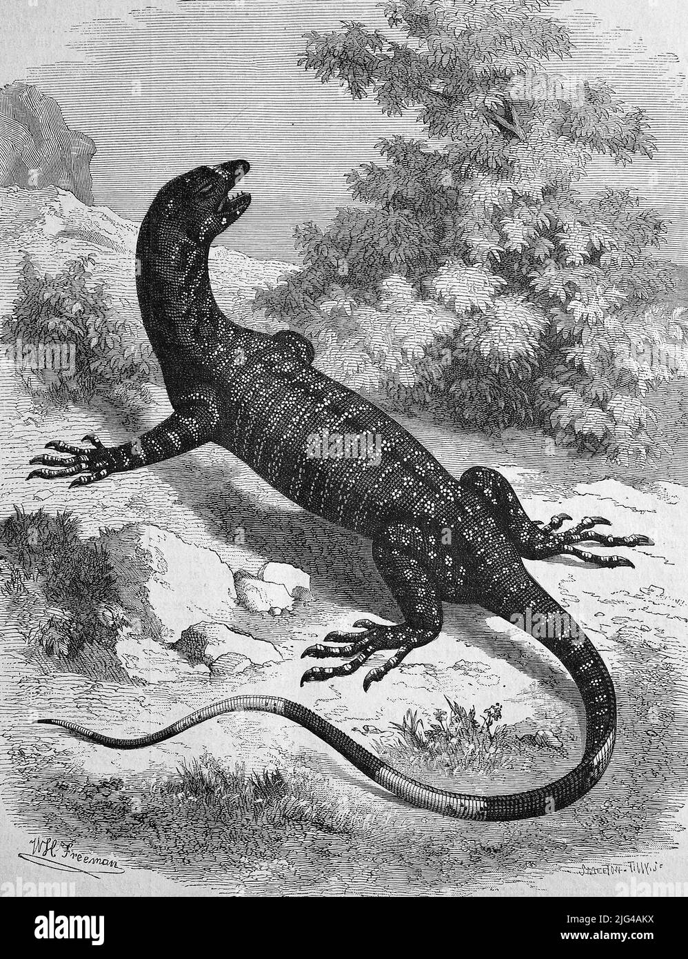 Australia lizard art hires stock photography and images Alamy