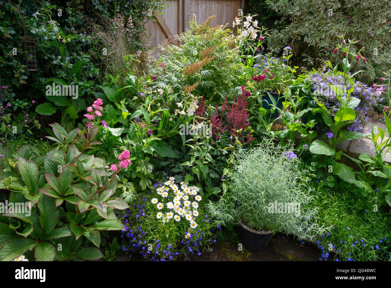 English country garden in early July. A collection of shade tolerant