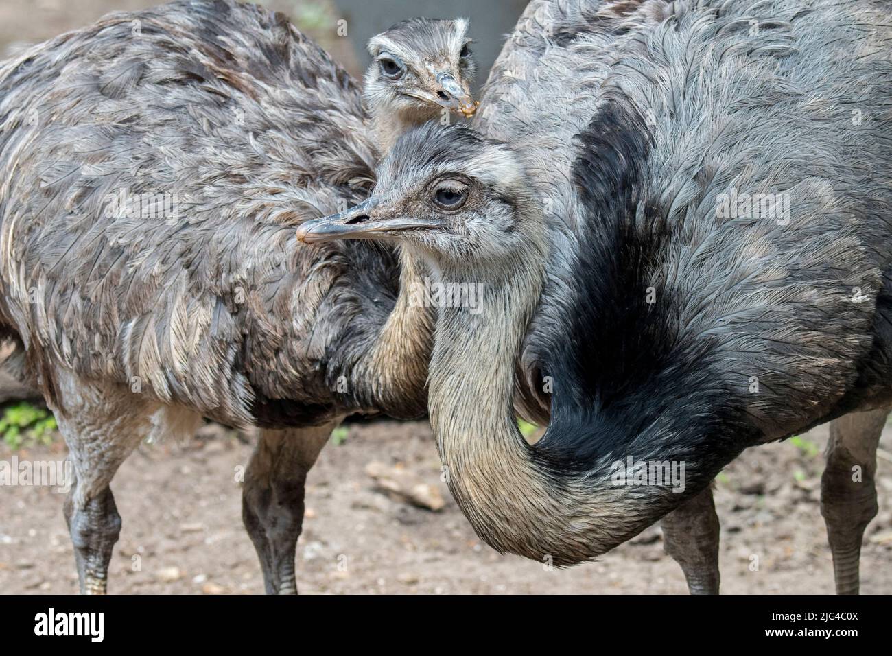 Greater rhea / grey rhea / common rhea / American rhea / nandu (Rhea americana) with juvenile, flightless bird native to eastern South America Stock Photo