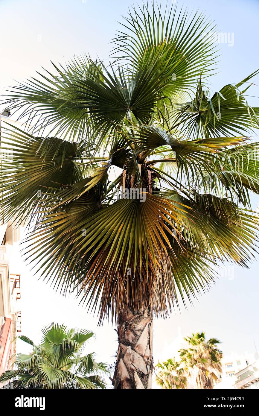 Palm tree with large leaves against the sky Stock Photo Alamy