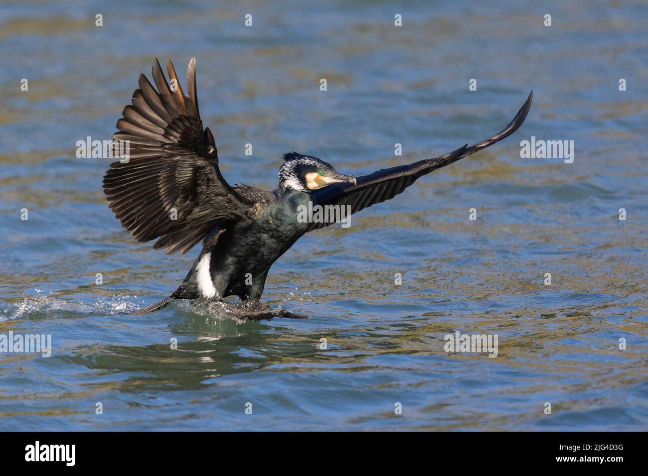 Great Cormorant (Phalacrocorax carbo sinensis), adult landing on the water, Campania, Italy Stock Photo