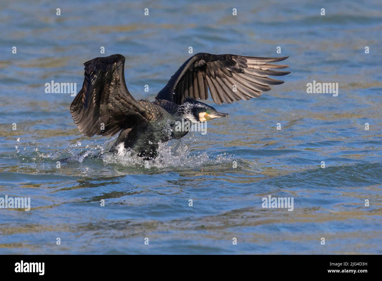 Great Cormorant (Phalacrocorax carbo sinensis), adult landing on the water, Campania, Italy Stock Photo