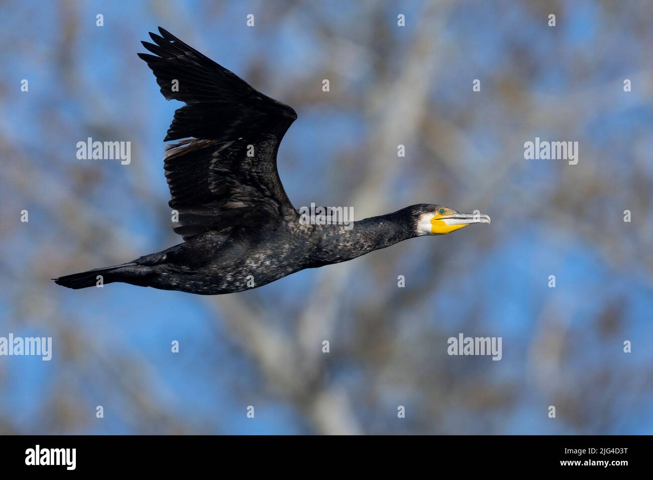 Great Cormorant (Phalacrocorax carbo sinensis), side view of an immature individual in flight, Campania, Italy Stock Photo